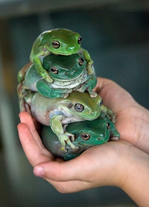 Day 14: Cutest Reptile | Reptiles Amino