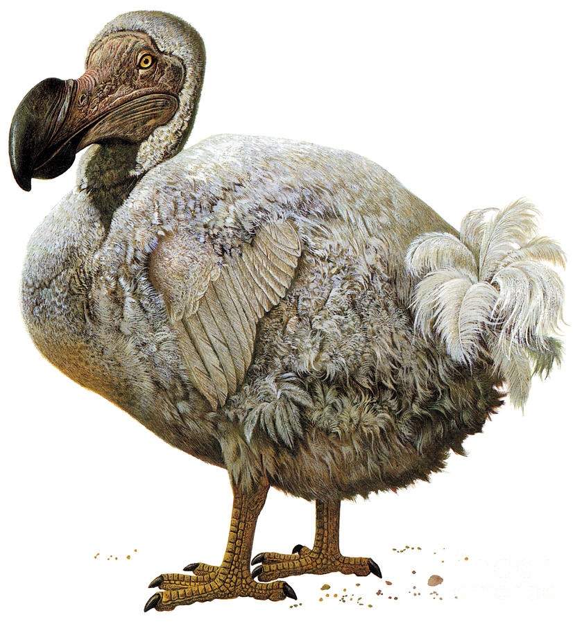 dodo bird clone
