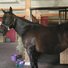 amino-Equine_Cooper-c389f1eb