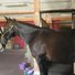 amino-Equine_Cooper-8919056e