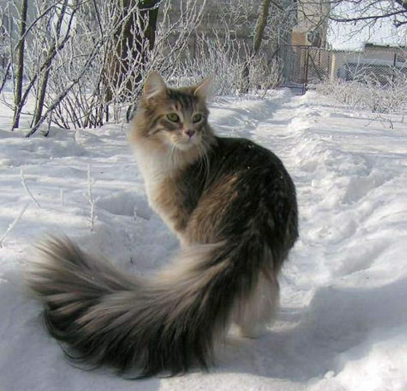 Заметил хвост. Норвежский Лесной кот. Мейн кун и Норвежская Лесная. Норвежская Лесная кошка хвост. Кот с пушистым хвостом.