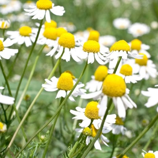 Chamomile | Wiki | Wiccan Amino