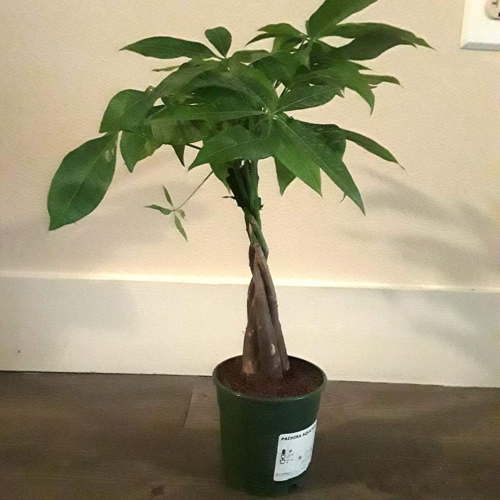 Pachira Aquatica Money Tree Magick The Witches Circle Amino - but became popular in taiwan after a truckdriver braided the stems together and turned it into a bonsai it s known as the money tree because