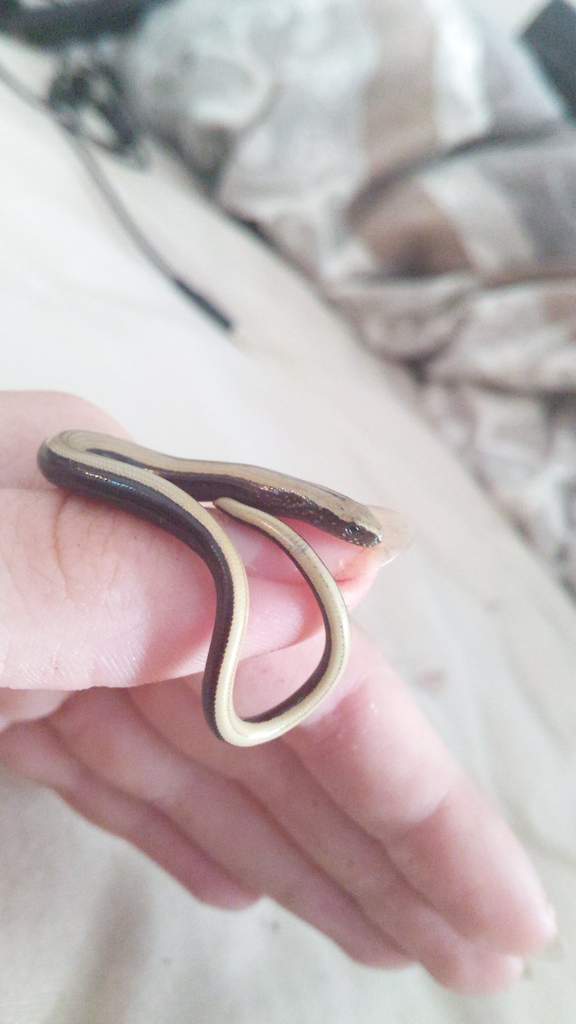 Slow Worm Info Sheet | Wiki | Reptiles Amino