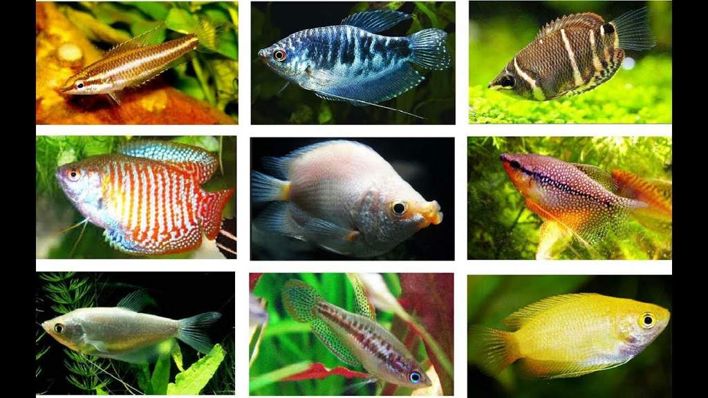 What are labyrinth fish Wiki Fishkeepers Amino Amino