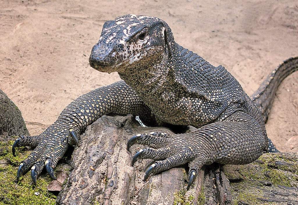 Top Ten Monitor Lizards Wild Animals! Amino