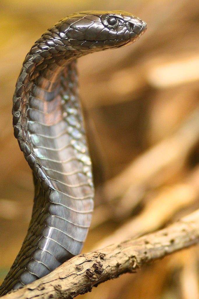 Egyptian Cobra | Wild Animals! Amino