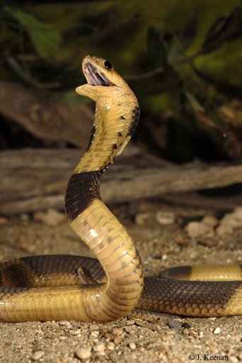 Egyptian Cobra | Wild Animals! Amino