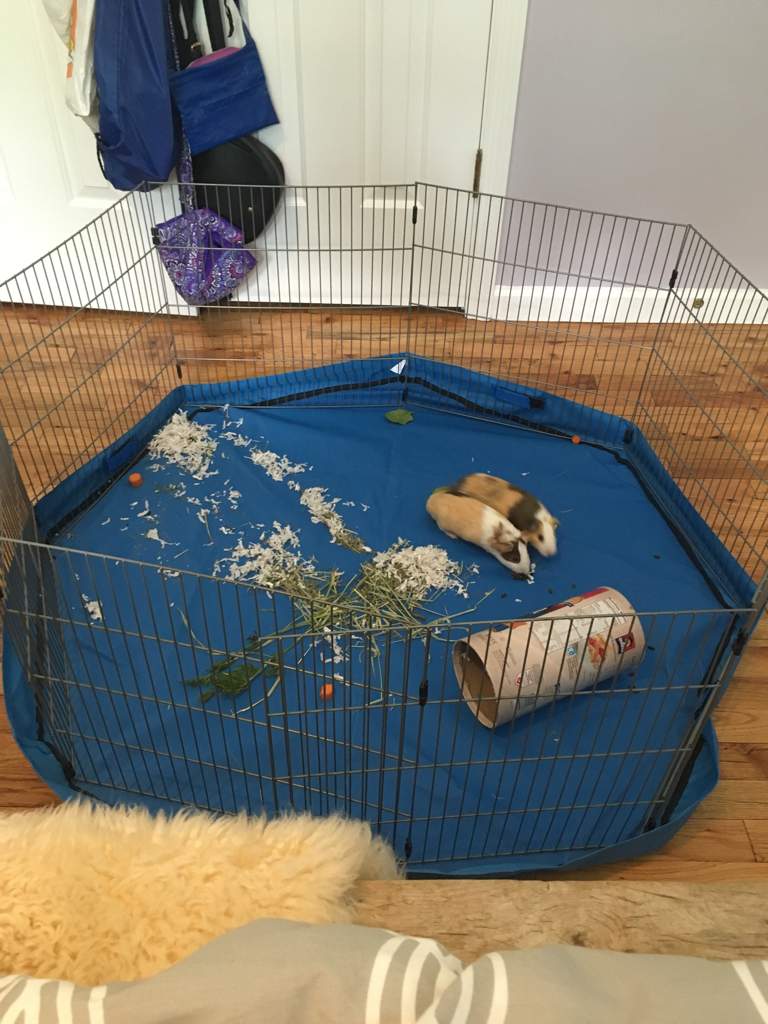 guinea pig floor time