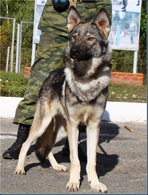 The Volkosob [Animal Study] | Glossy Infinity Amino