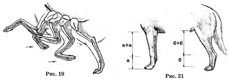 Строение лапок. Анатомия задней конечности собаки. Строение задних конечностей собаки. Анатомия задней конечности кошки. Строение передних и задних конечностей собаки.