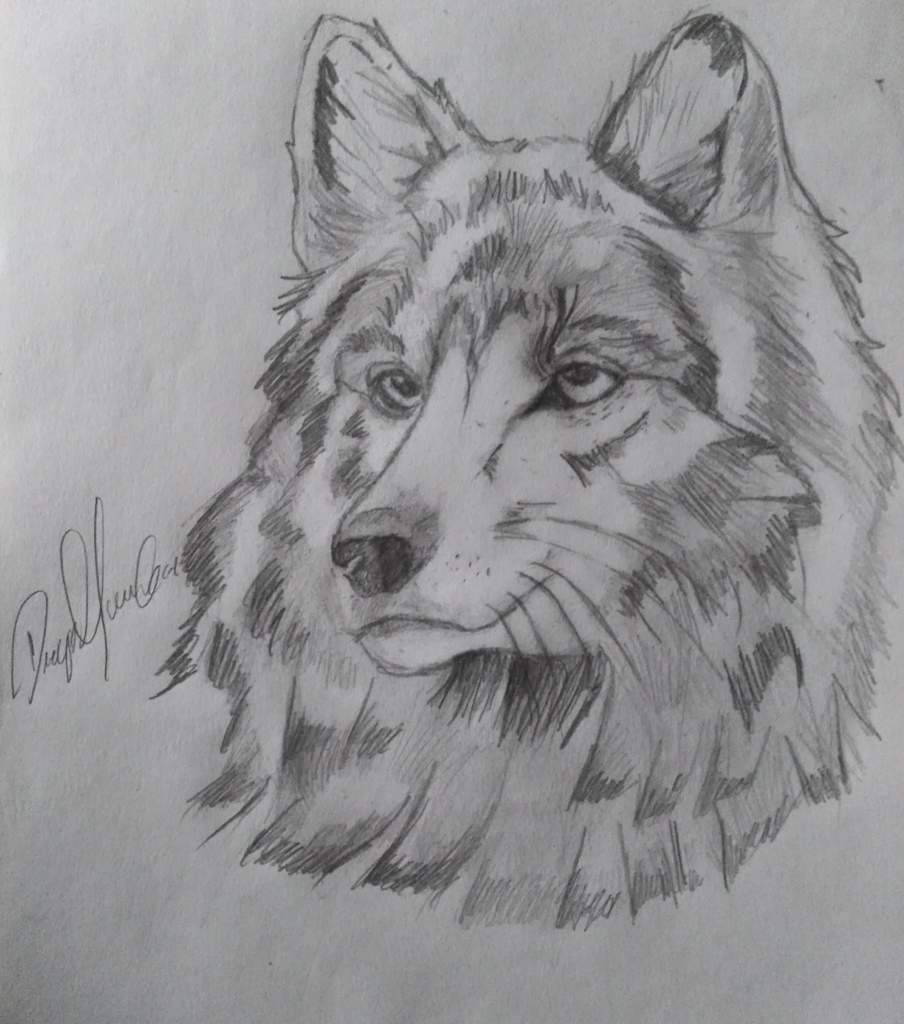 Lobo gris | •Dibujos y Animes• Amino