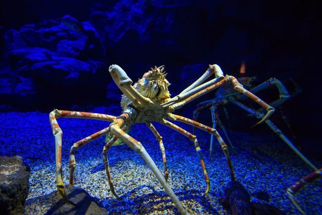 Japanese Spider Crab Wild Animals Amino