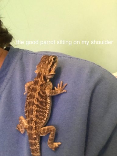 The good lizard | Reptiles Amino