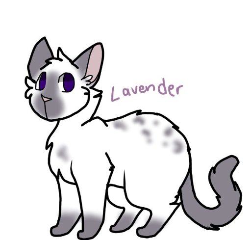 Lavender | Wiki | •🐾Warrior Cats!🐾• Amino