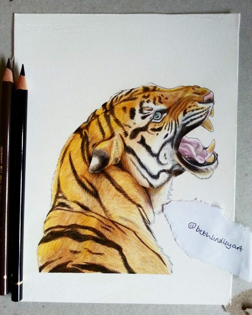 Tiger Coloured Pencil Drawing | Art Amino