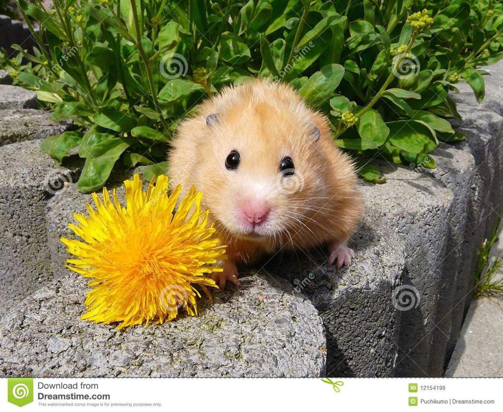 dandelion leaves for hamsters