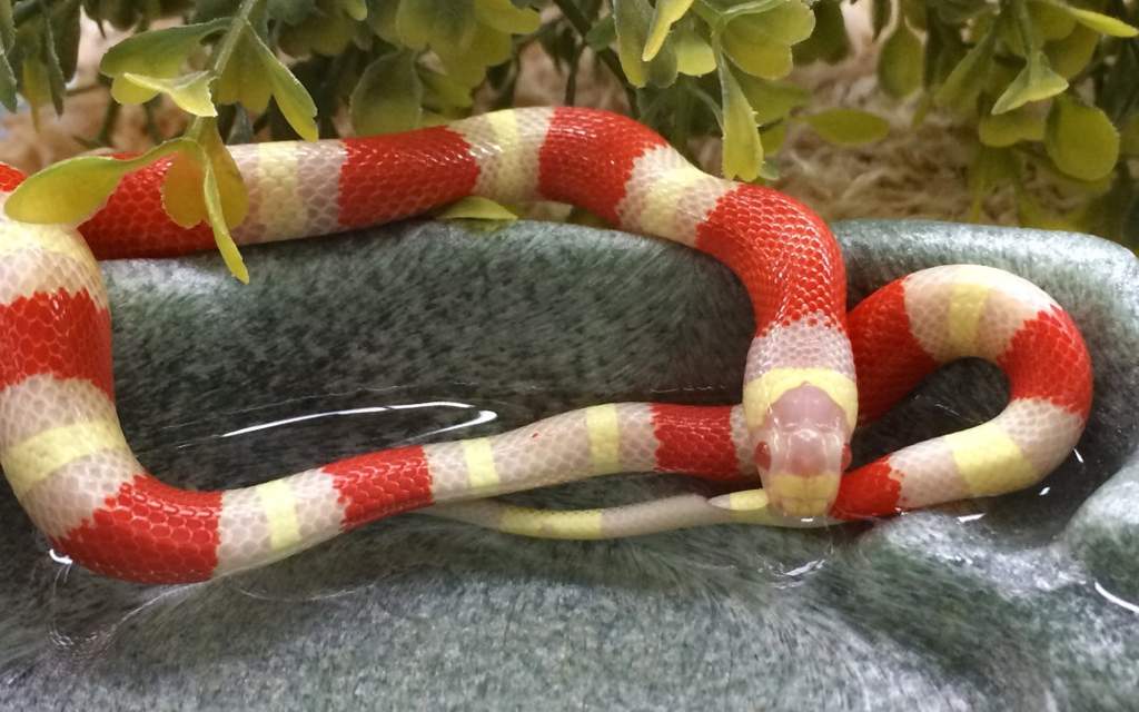 milk snake substrate