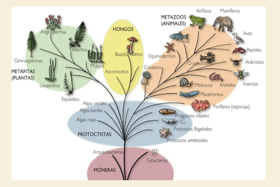 Clasificación De Los Seres Vivos. [B á S I C O]🐝 | Biología ∞ Amino