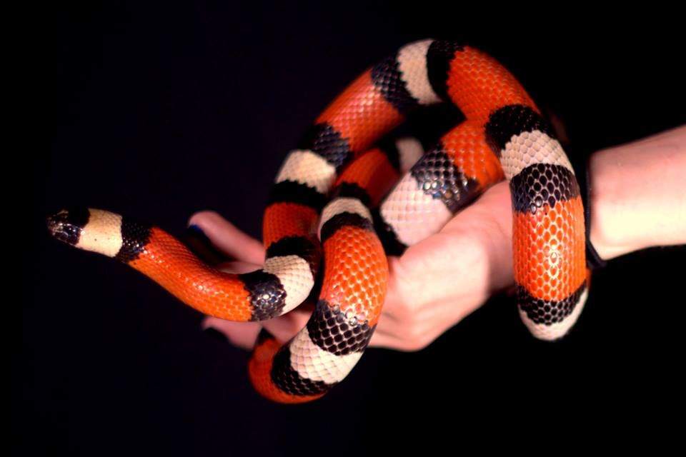 milksnake handling