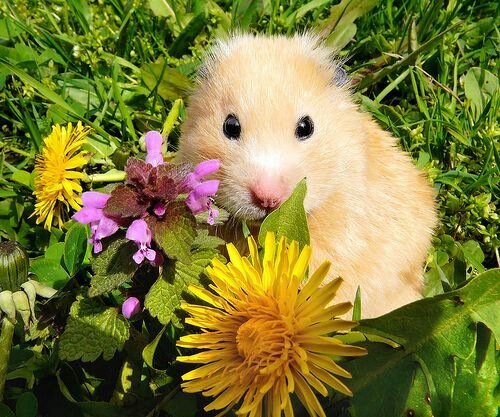 dandelion leaves for hamsters