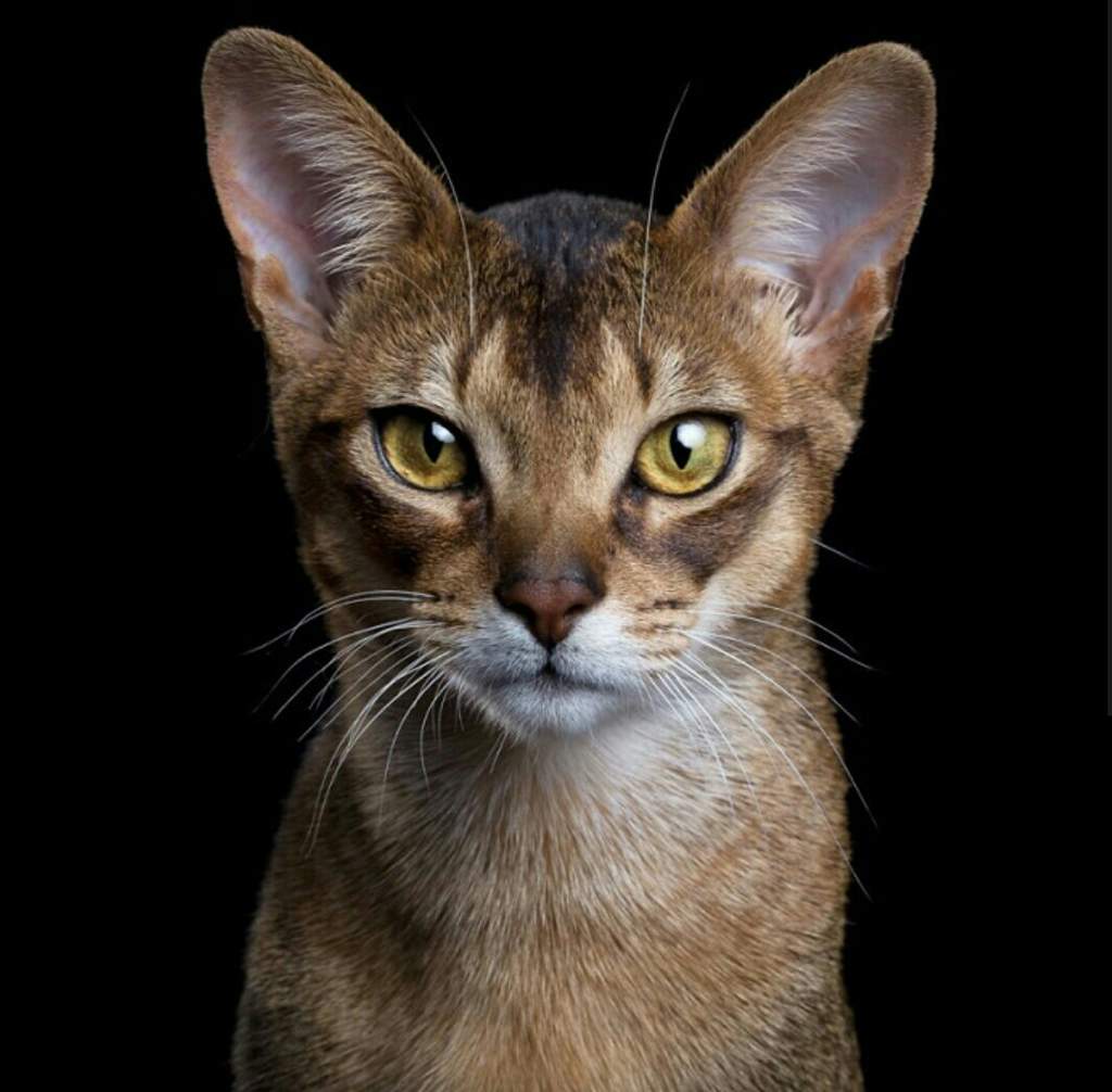 Абиссинская кошка Рудди