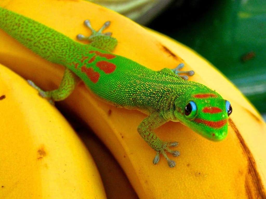 giant day gecko fruit diet