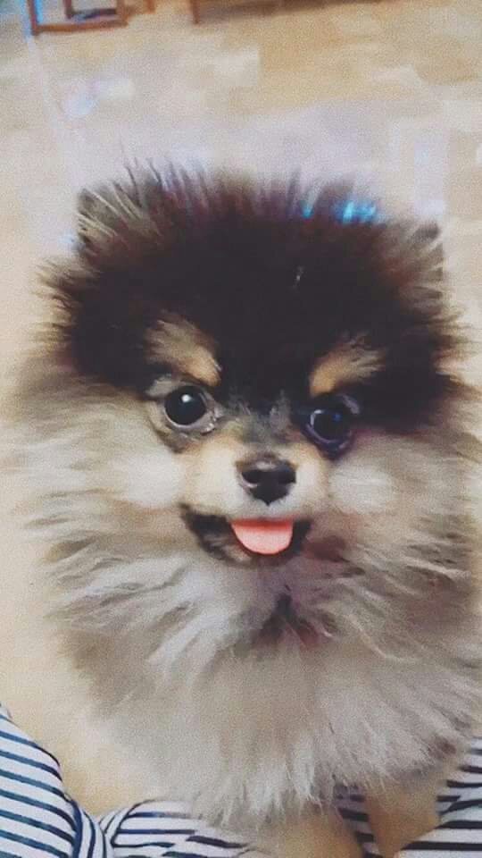 Yeontan😍 | ARMY's Amino