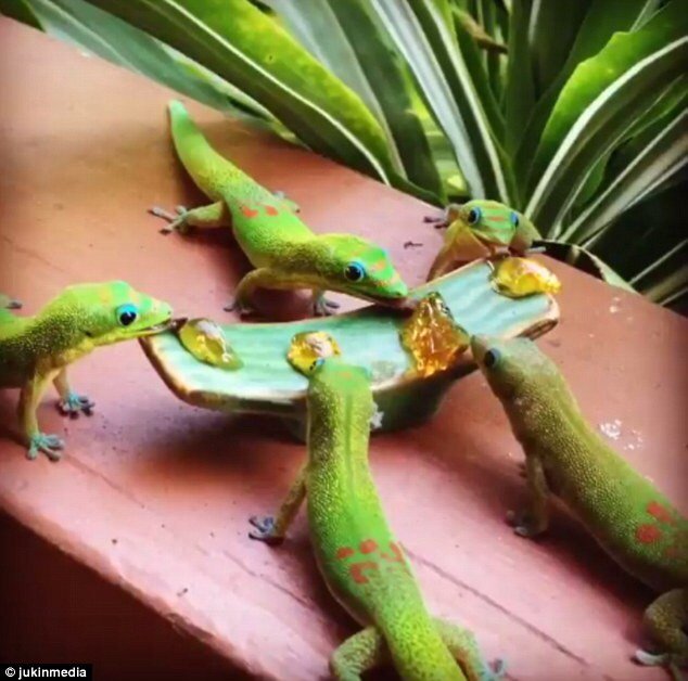 gold dust day gecko fruit diet recipes