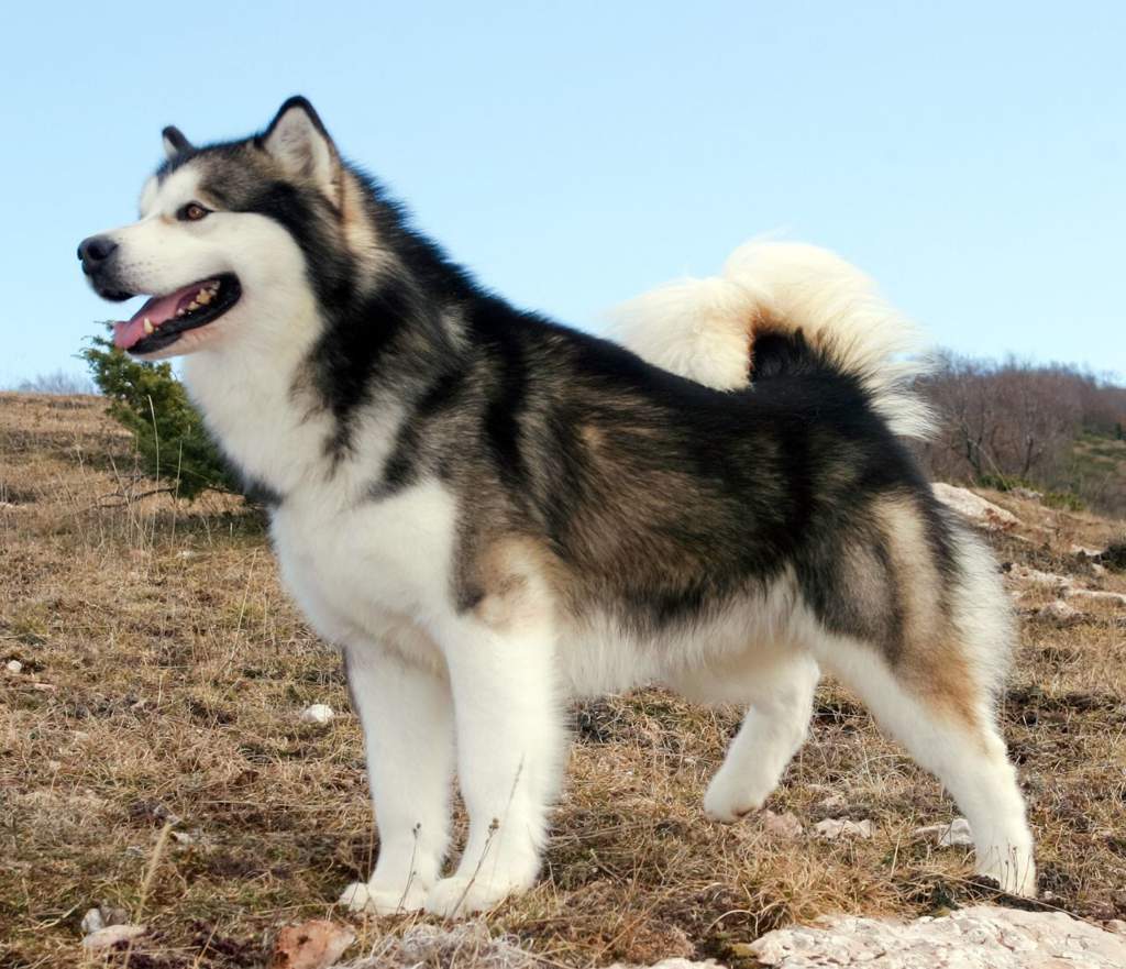 malamute 101