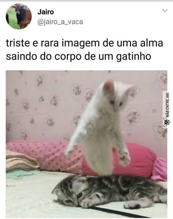 Memes Animais Pets Em Geral Amino