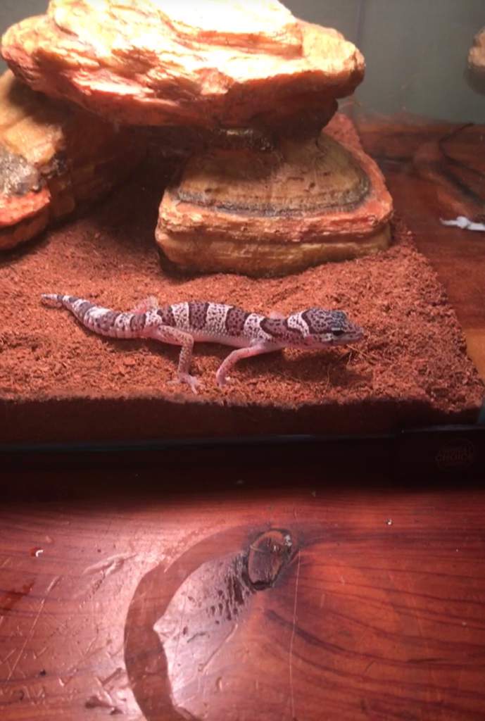 What morph is my leopard gecko | Reptiles Amino