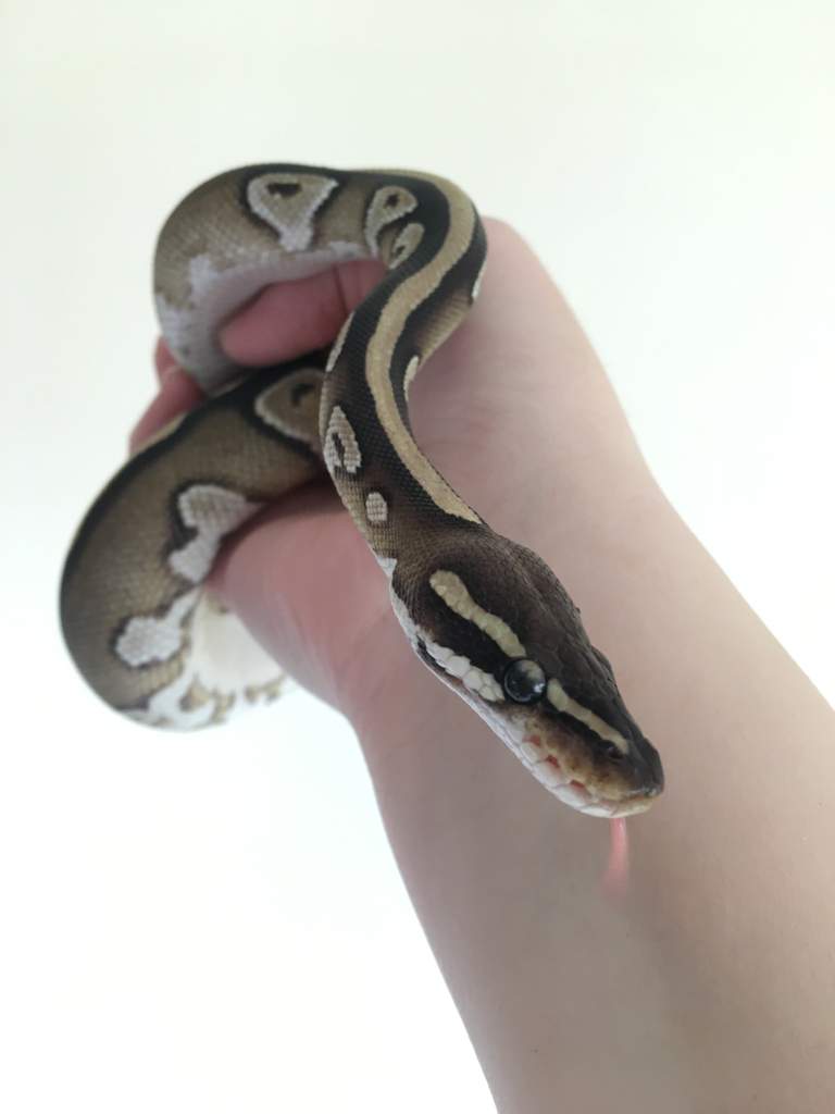 Ball Python Care Guide | Wiki | Reptiles Amino