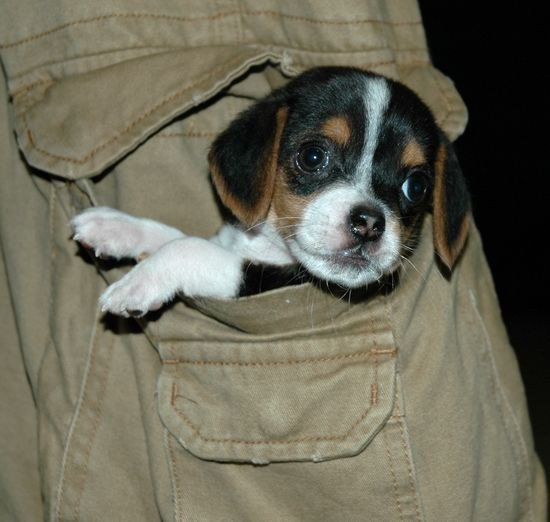 Dog Breeds 101 Pocket Beagle Animal Kingdom Amino