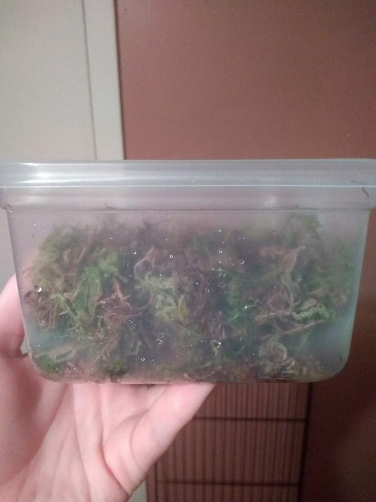 How to create your own humidity box! Reptiles Amino