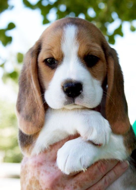 Dog Breeds 101 Pocket Beagle Animal Kingdom Amino