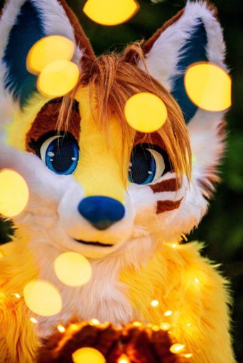 Fuzzer Fox | Furry Amino