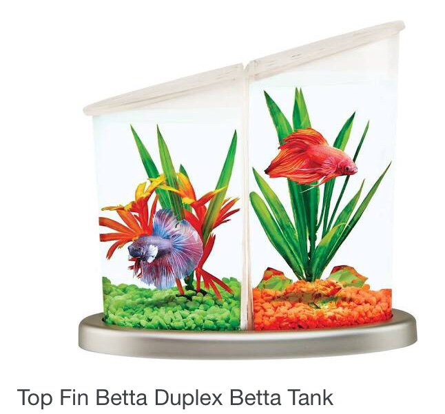 Bettas: commonly mistreated animals. | Fabulous Fish Amino