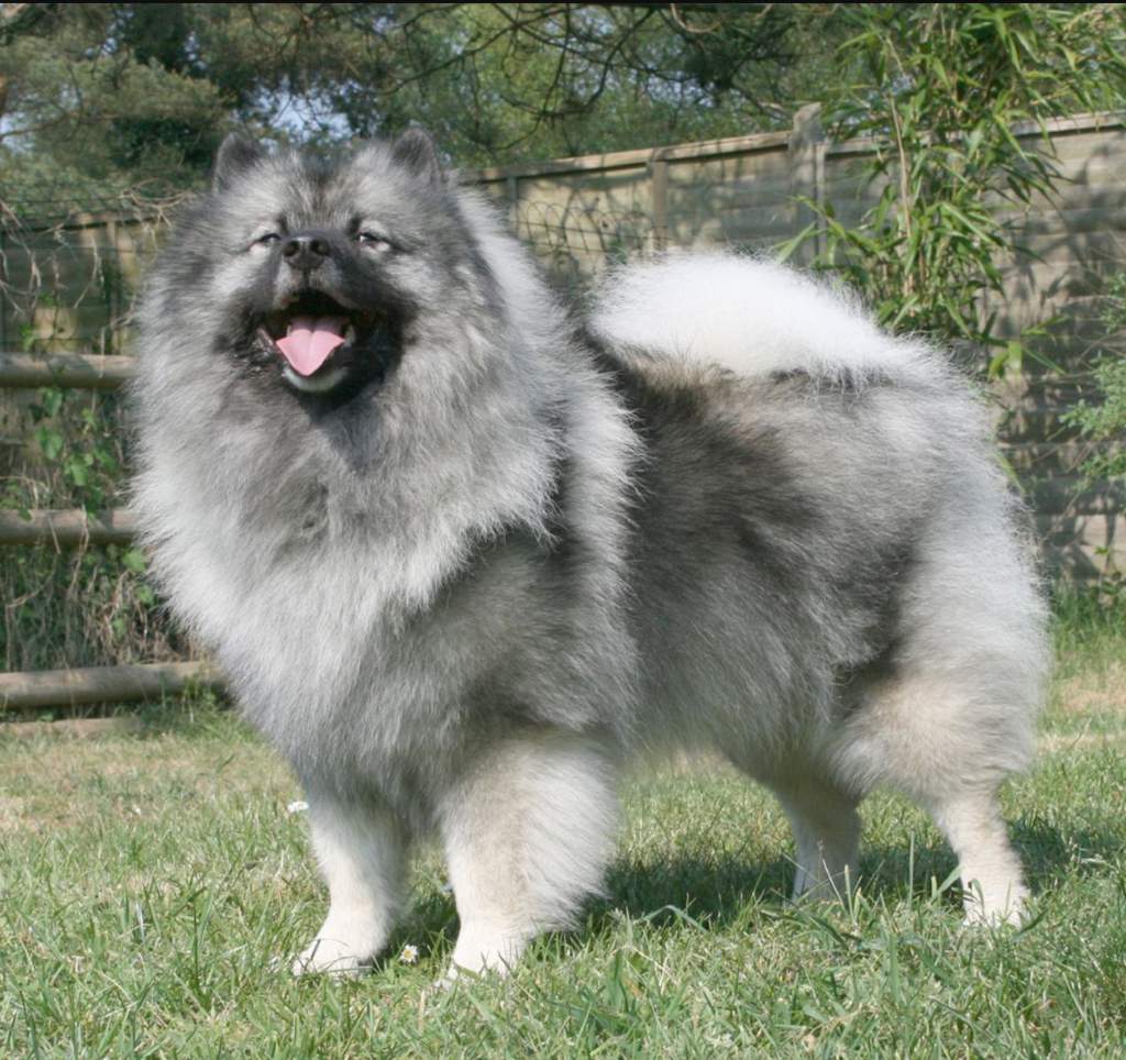 Keeshond Wiki Dogs Amino