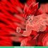 amino-SON GOKU %100 saiyanyin-30396df6