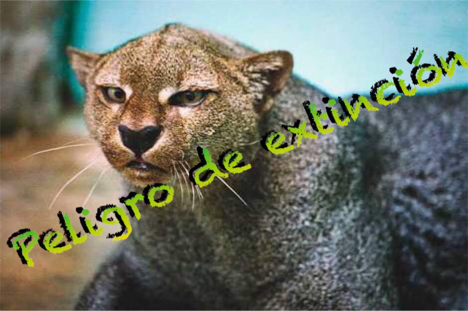 🏜🐾5 Animales del desierto de Sonora🐾🏜 Animales & Naturaleza Amino 🏜🐾5 Animales del desierto de Sonora🐾🏜 Animales & Naturaleza Amino