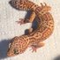 amino-Geckkkies-2932d701