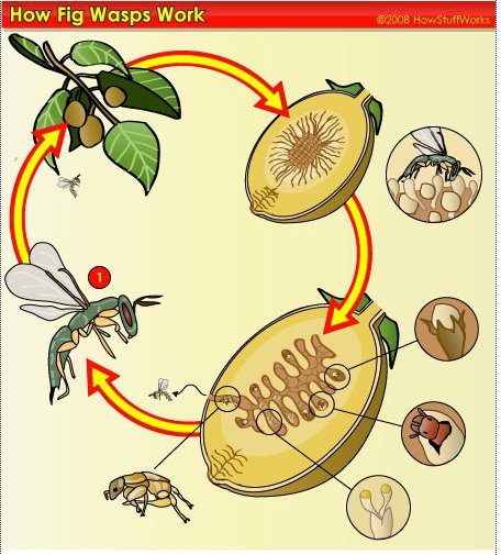 Wasps VS Figs | Food Amino