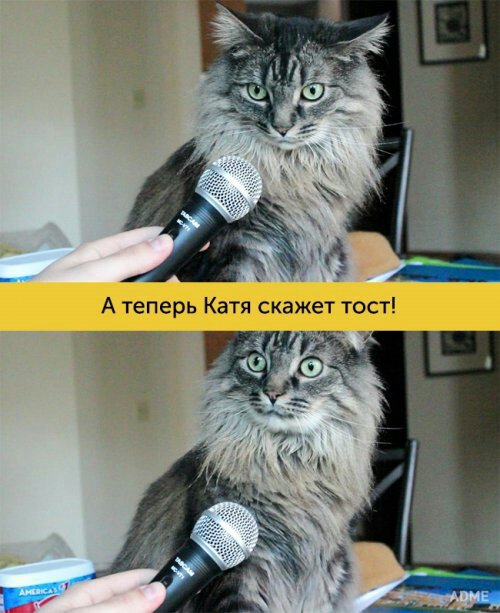 Картинка кот стоит мем