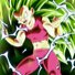 amino-dragon ball-7ce50973