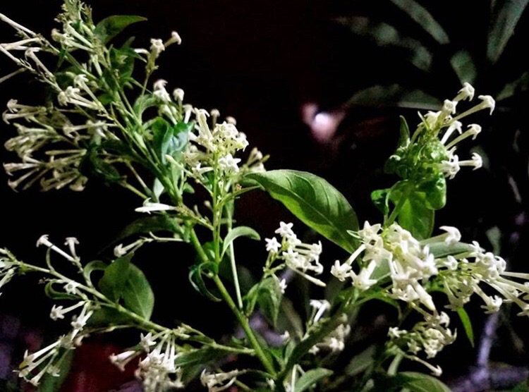 PlantPower ✨Night-Blooming Jasmine | Pagans & Witches Amino