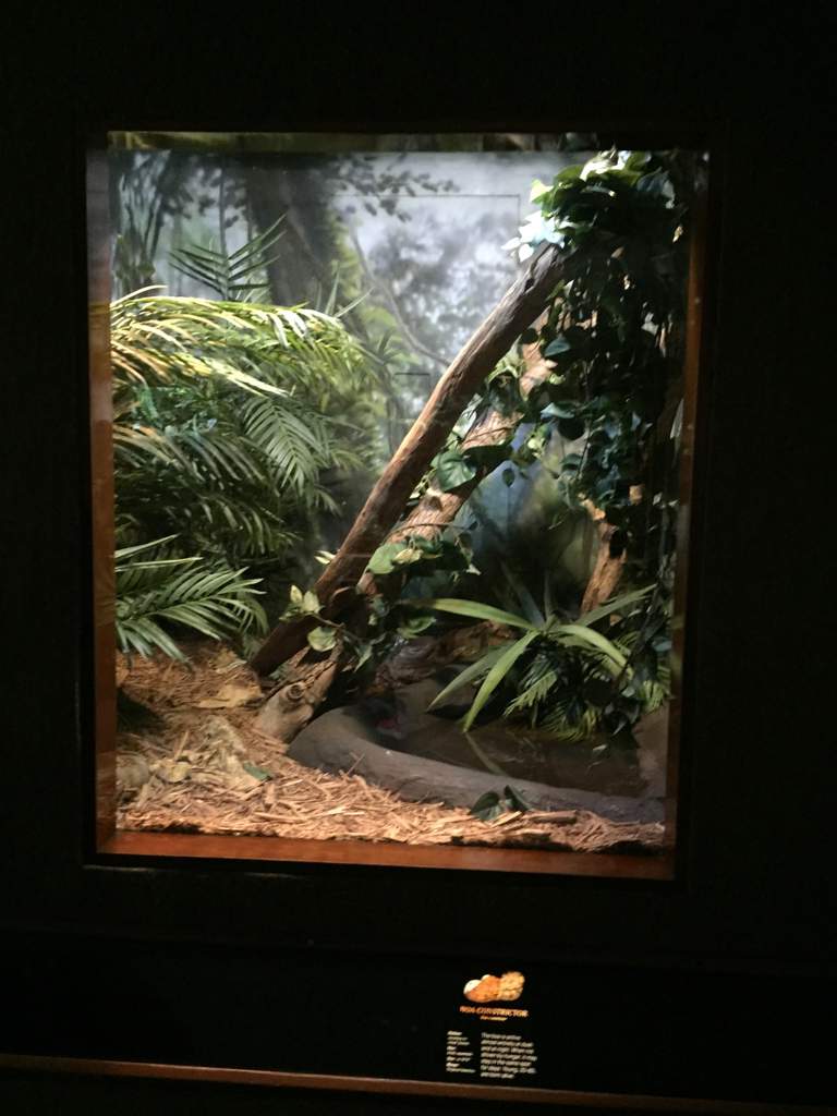 The Bronx Zoo Pt. 2 | Reptiles Amino