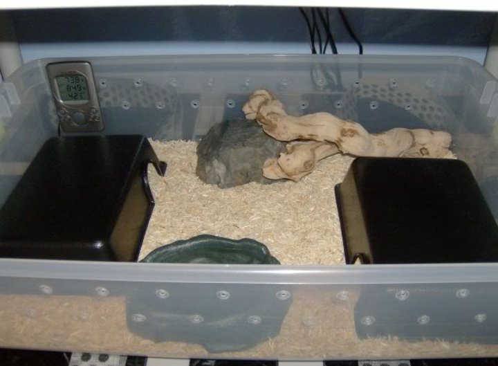 leopard gecko tub setup