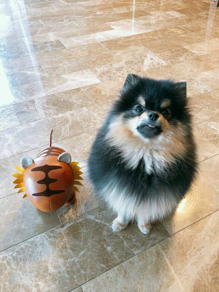 Yeontan😍😚 | ARMY's Amino