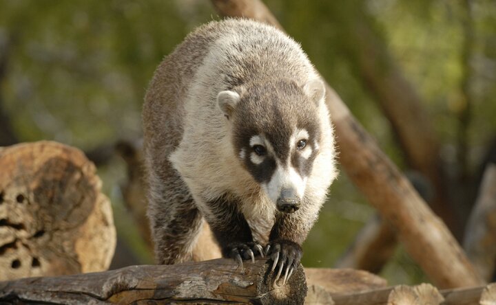 White Nosed Coati | Wiki | ~Animal Kingdom~ Amino